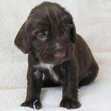 Field Spaniel Puppy