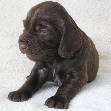 Field Spaniel Puppy