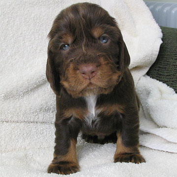 Field Spaniel Puppy