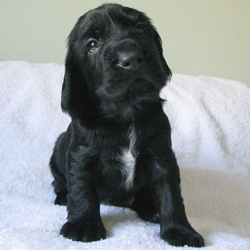 Field Spaniel Puppy