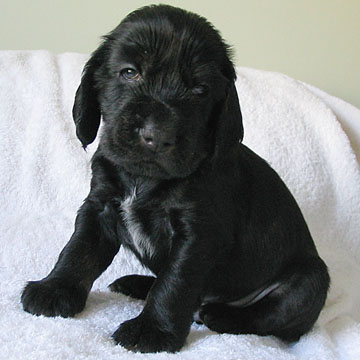 Field Spaniel Puppy