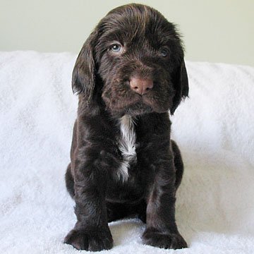 Field Spaniel Puppy