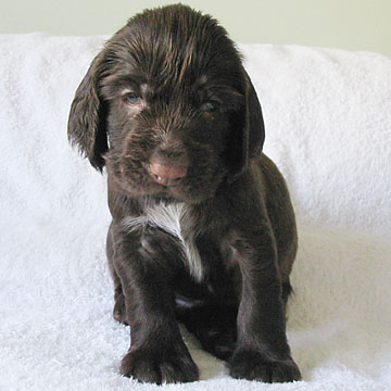 Field Spaniel Puppy