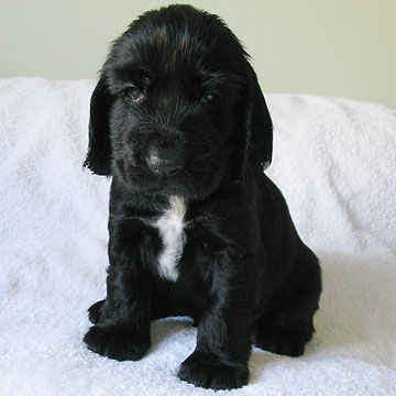 Field Spaniel Puppy