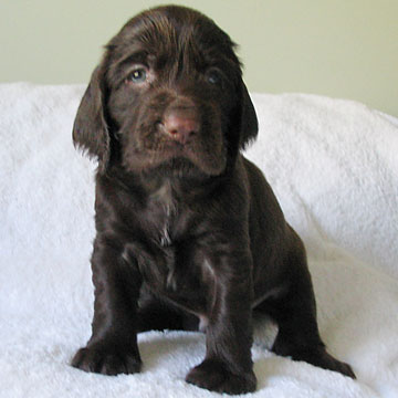 Field Spaniel Puppy