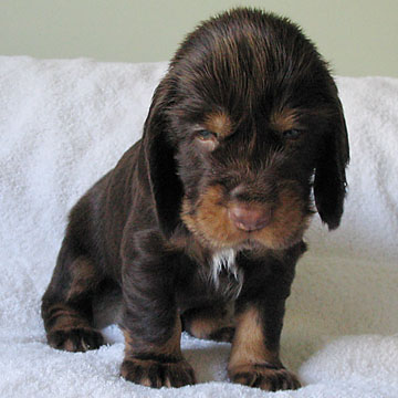 Field Spaniel Puppy
