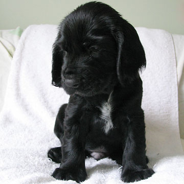 Field Spaniel Puppy