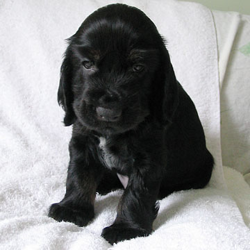 Field Spaniel Puppy