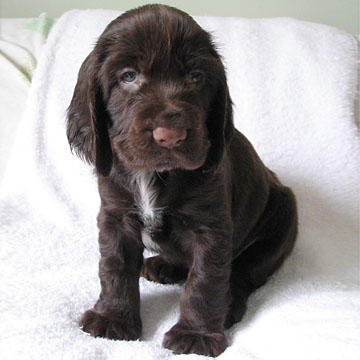Field Spaniel Puppy