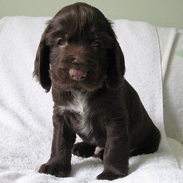 Field Spaniel Puppy
