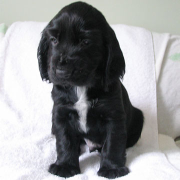 Field Spaniel Puppy