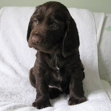Field Spaniel Puppy