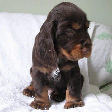 Field Spaniel Puppy