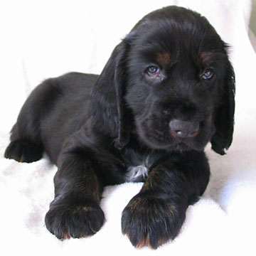 Field Spaniel Puppy