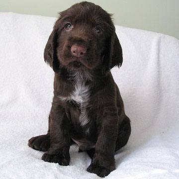 Field Spaniel Puppy