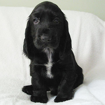 Field Spaniel Puppy
