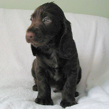 Field Spaniel Puppy