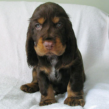 Field Spaniel Puppy