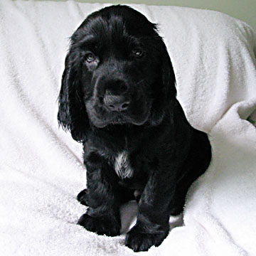 Field Spaniel Puppy