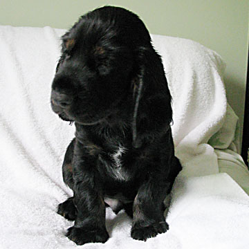 Field Spaniel Puppy