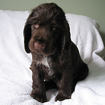 Field Spaniel Puppy