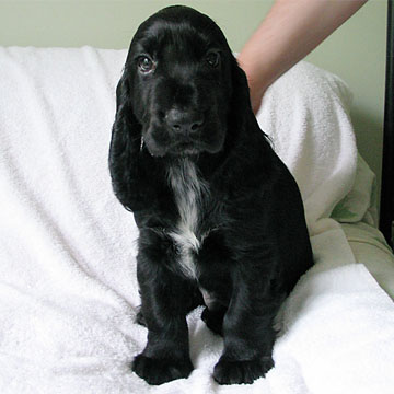 Field Spaniel Puppy