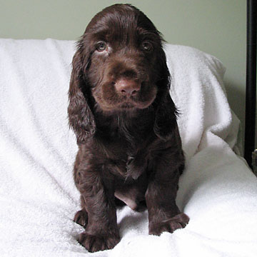 Field Spaniel Puppy