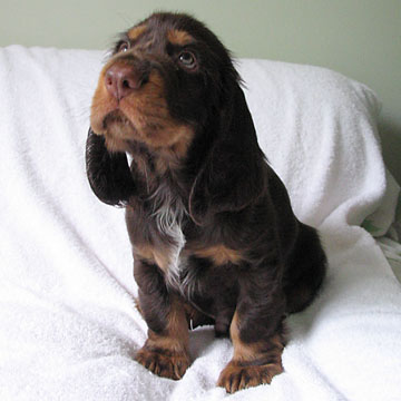 Field Spaniel Puppy