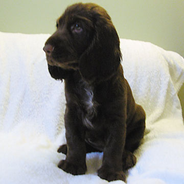 Field Spaniel Puppy