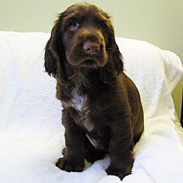 Field Spaniel Puppy