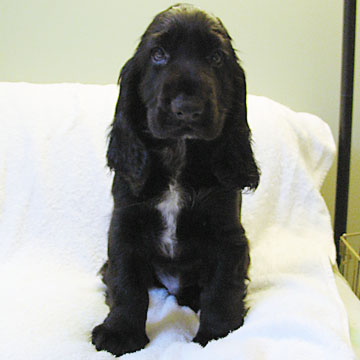 Field Spaniel Puppy