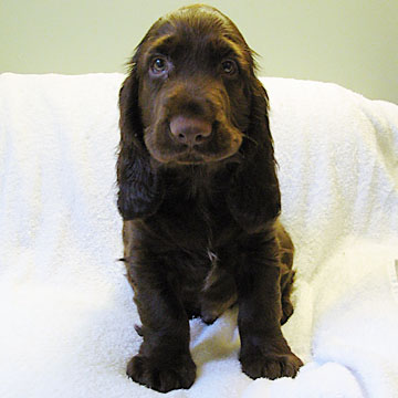 Field Spaniel Puppy