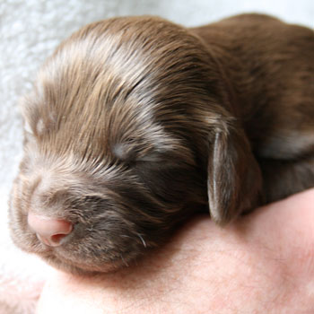 Field Spaniel Puppy