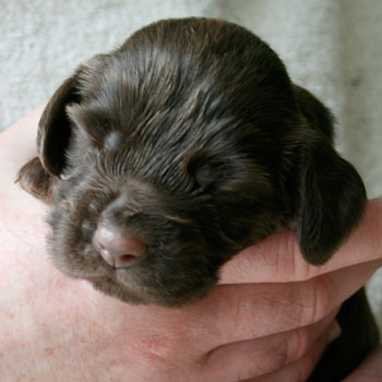 Field Spaniel Puppy
