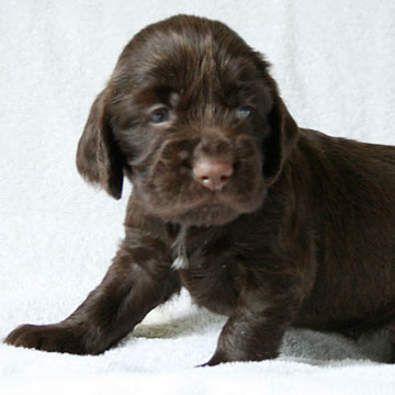 Field Spaniel Puppy