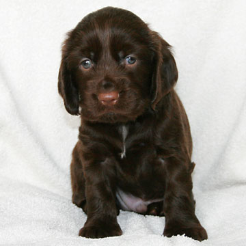 Field Spaniel Puppy