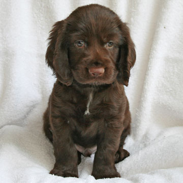 Field Spaniel Puppy