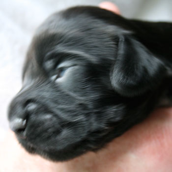 Field Spaniel Puppy