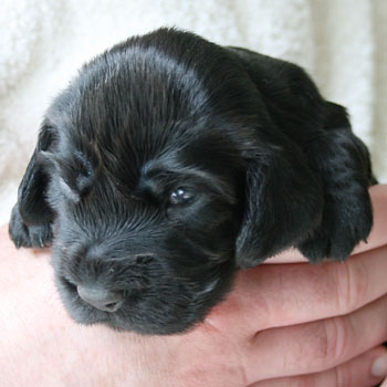 Field Spaniel Puppy