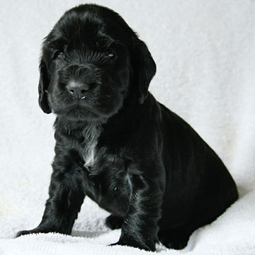 Field Spaniel Puppy