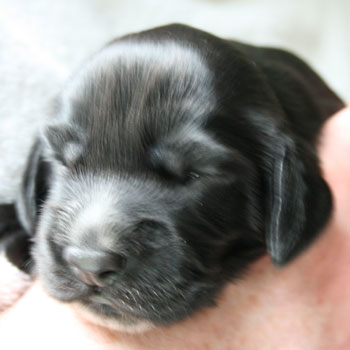 Field Spaniel Puppy