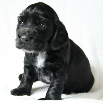 Field Spaniel Puppy