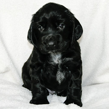 Field Spaniel Puppy