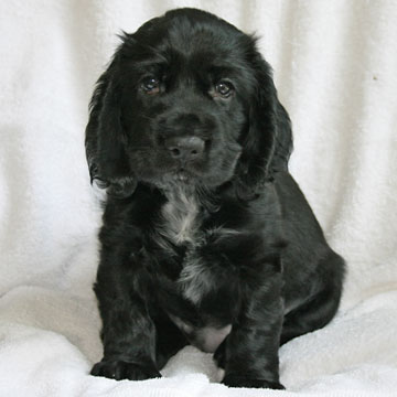 Field Spaniel Puppy