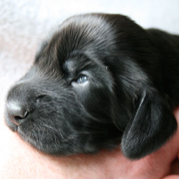 Field Spaniel Puppy