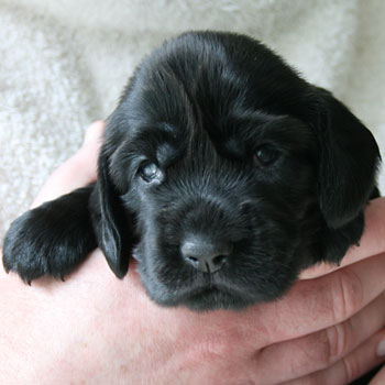 Field Spaniel Puppy