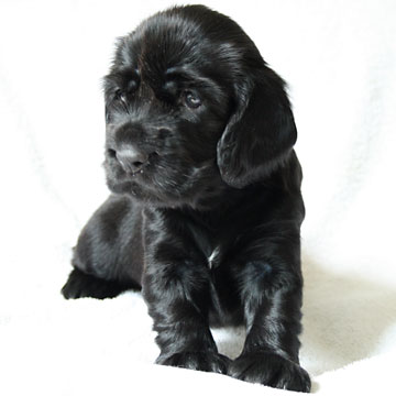 Field Spaniel Puppy