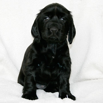Field Spaniel Puppy