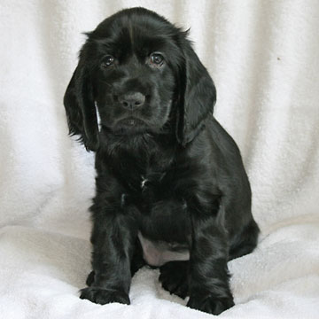 Field Spaniel Puppy