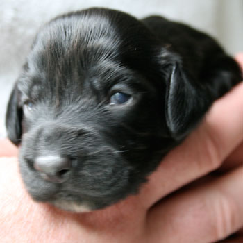 Field Spaniel Puppy